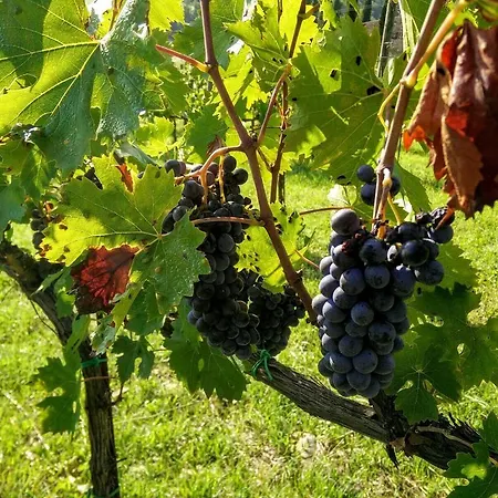 Podere Terreno Via Della Volpaia Рада ин Шанти