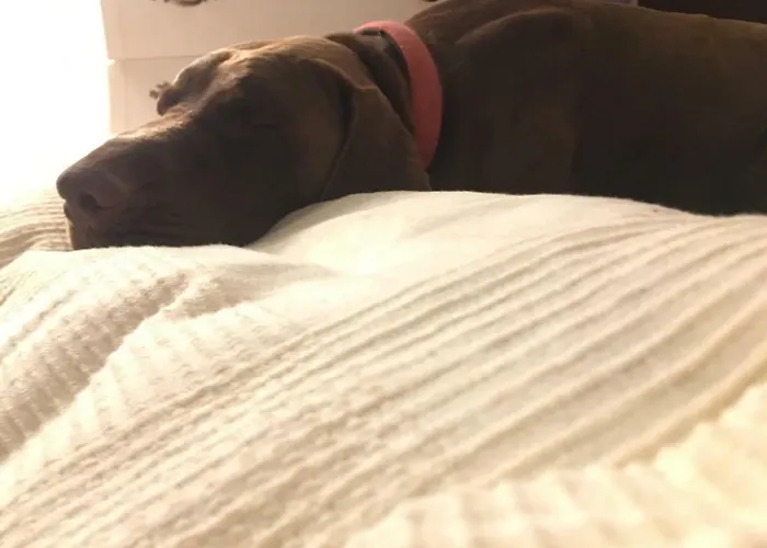 포데레 테레노 알라 델라 볼파이아 팜스테이 *